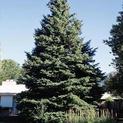 Spruce, Colorado